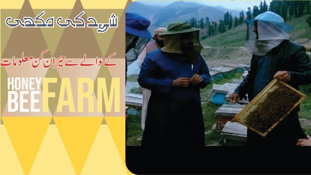 Honey Bee Farm| Yousuf Saleem Attari | shehad k faidy