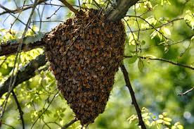 Honey Bee in the Court of Rasool e Pak ﷺ