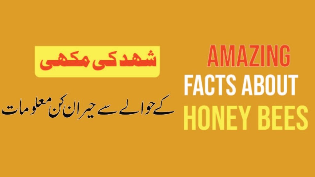 Amazing Facts About Honey Bees | Yousuf Saleem Attari